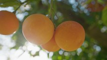 Sicily Production Of Fresh Orange Fruit Food