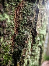 moss on a tree trunk 