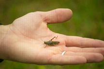grasshopper in a hand