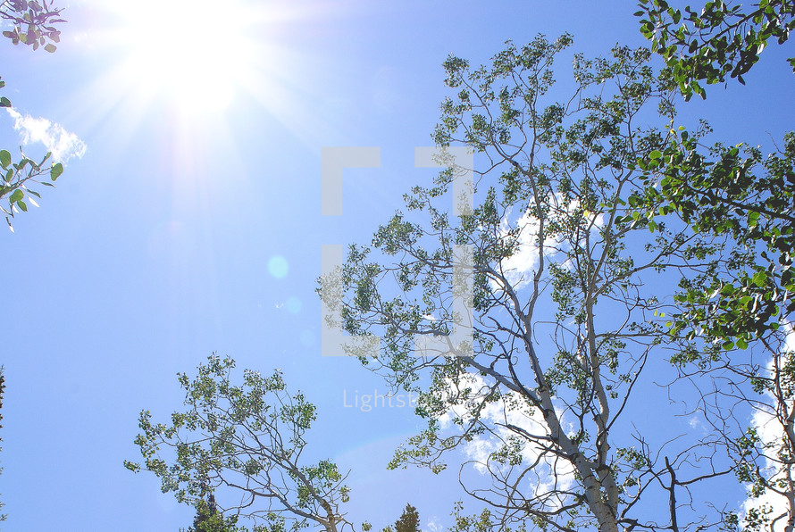 Sun shining in the sky with a tree. Background image.