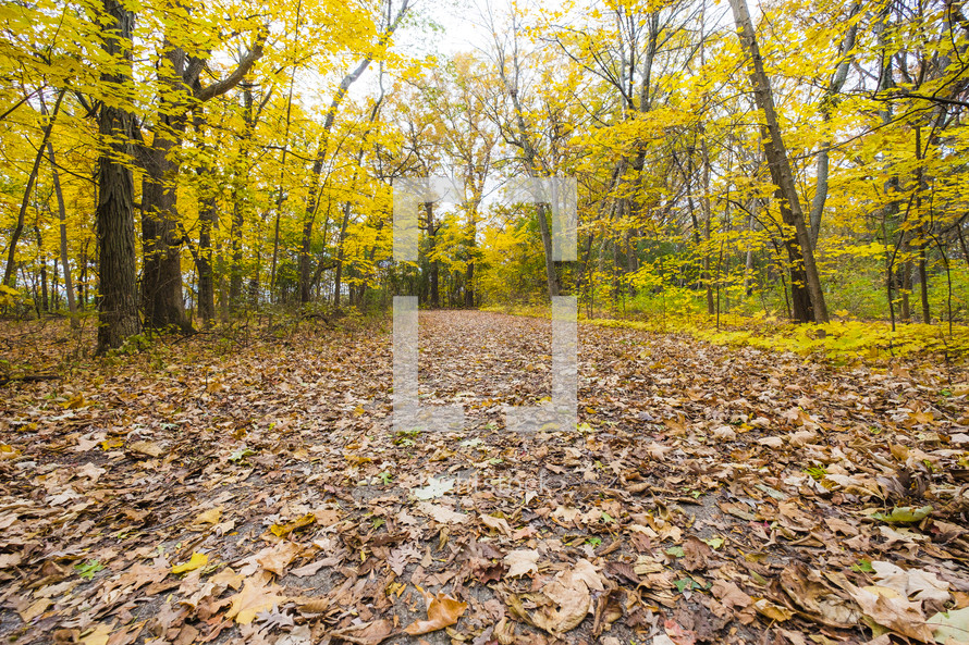 fall leaves on the ground in a forest 