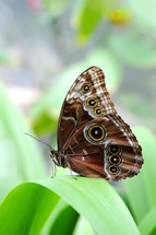 morpho butterfly 