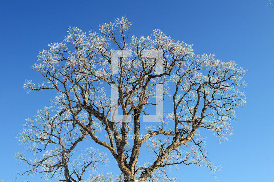 Top of a tree just beginning to bloom, isolated against a blue sky