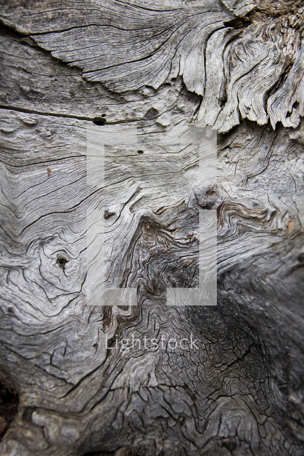 Weathered gray tree trunk.