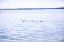 geese and goslings in a lake 
