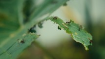 Large ants crawling around and eating a tropical plant 