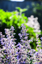 bee on a lavender flowers 