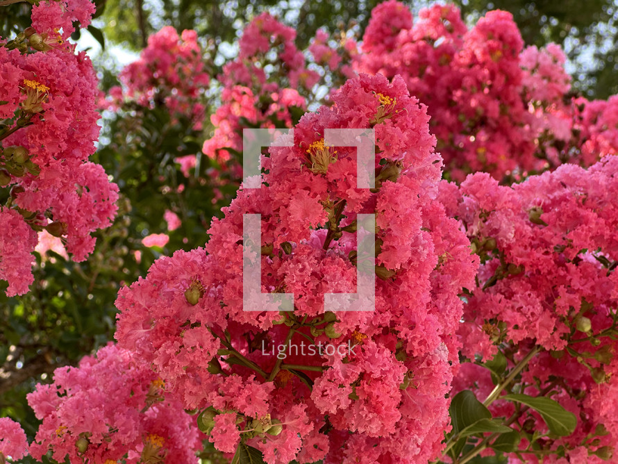 lush crape myrtle blooms in bright pink, horizontal image