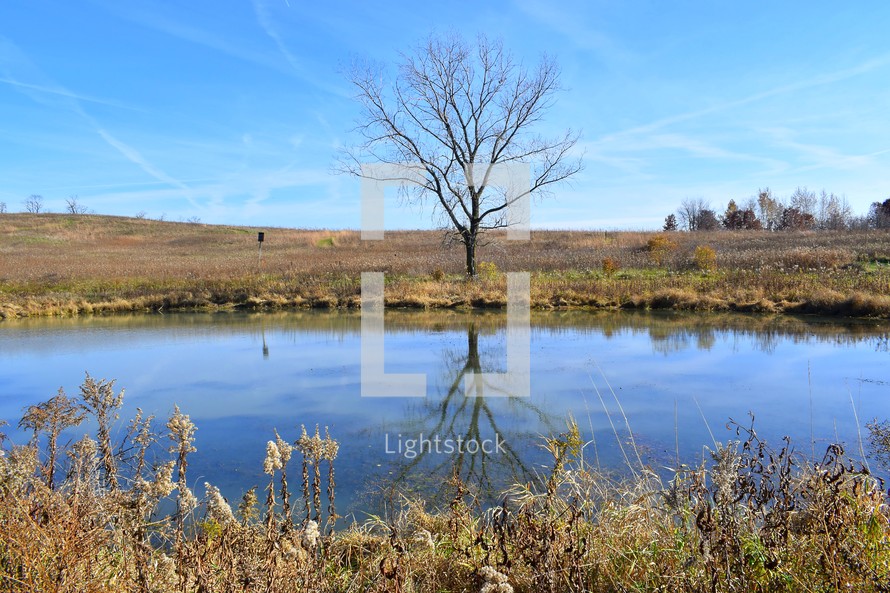 Bare trees reflected in a pond