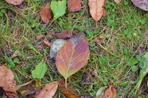 Fall leaves on the grass