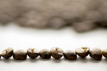 coffee beans in a row 