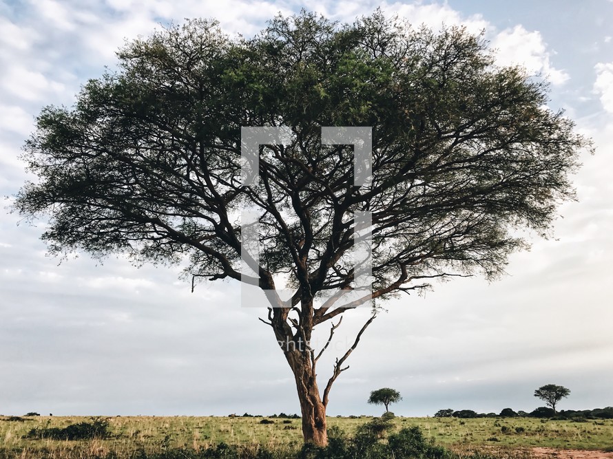 single tree in the savanna 