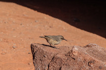 wild bird in the Nevada desert 