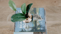 magnolia leaves in a vase on a stack of books 