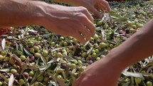 Removing leafs from olive fruit before the crushing