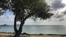 tree on a beach in Aruba 