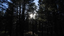 Driving POV of the sun flashing through tall pine trees in the forest