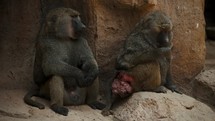 Couple Of Baboons Sitting And Resting In A Wildlife Zoo - slow motion	