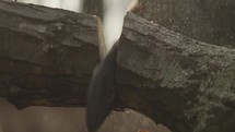 Man chopping wood down with a chainsaw in slow motion