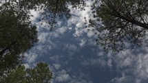 Timelapse of clouds above towering pine trees in the forest