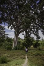 hiking on a trial under a large tree in Ethiopia