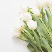 White tulips laying on a white surface.