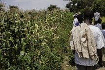 workers leaving a corn field in Ethiopia 
