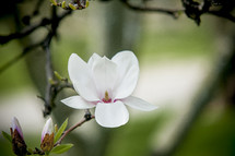 white flower blossom 