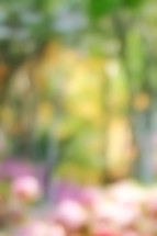 Soft garden in spring with a blur effect - yellow, pink, green