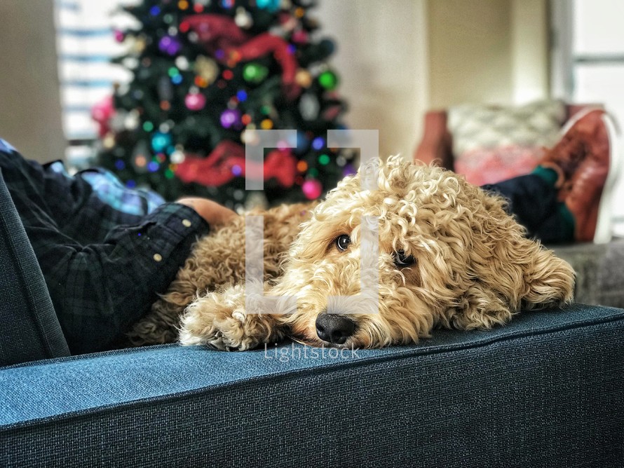 dog resting on a couch with his owner a Christmas 
