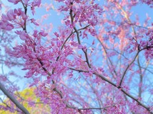 Blooming redbud tree branches against blue sky