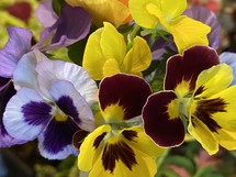 colorful pansy flowers, close up