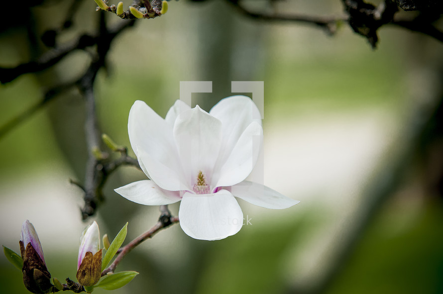 white flower blossom 