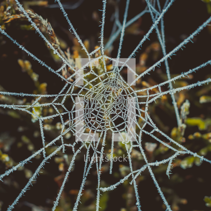 frost on a spider web