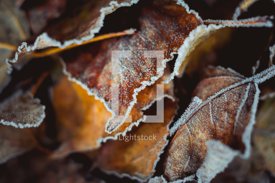 frost on fall leaves 