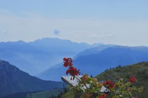 red flowers and mountains in the background 