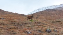 Wild buck standing still in the Scottish Highlands.