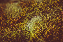moss texture 