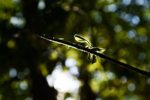 sunlight on a branch 