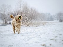 a dog running through snow with a ball 