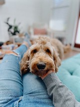 Woman petting dog on the couch