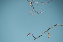branches against a blue sky 