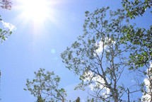 Sun shining in the sky with a tree. Background image.