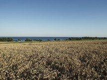 fields of wheat in Österlen, Sweden