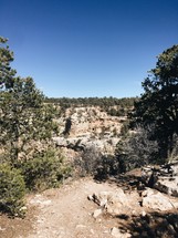 trees on a rocky landscape 