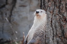 otter near a tree 