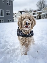 dog playing in snow 
