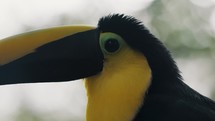 Close up Side View Of Yellow-throated Toucan In Its Habitat. 