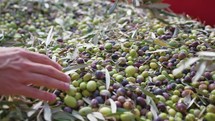 Leaf removal after olive harvest in Calabria region