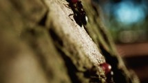 Ants red head Walking on the Trunk of a tree